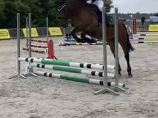 Klacz do małego sportu/hodowli