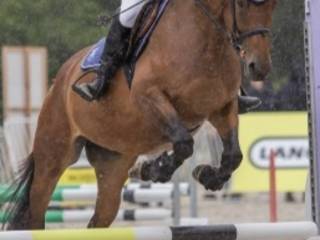 Klacz do małego sportu/hodowli