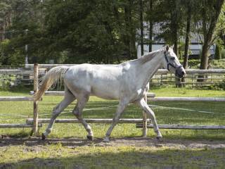 For Trabo – ogier oldenburski po For Treasure VDL (For Pleasure/X Carthago / Glasgow van ’t Merelsnest x Balou du Rouet)
