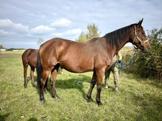 Klacz Hewelia ( Emetyt - Hełmiatka/Arcus )