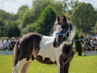 Tinker / Gypsy / Irish Cob klacz