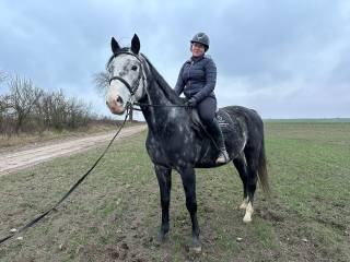 Ogier rasy zangersheide 5 lat do dzierżawy