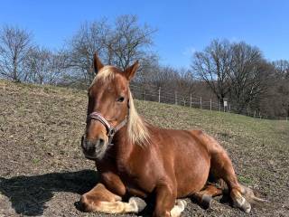 Sprzedam konia AQH