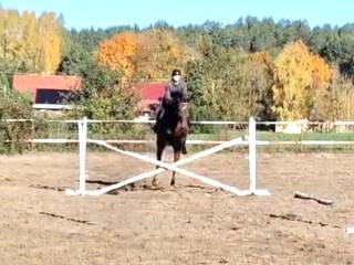 Rodowód skokowy - Quality time / Palegro