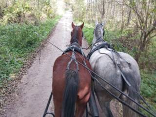 Wałach 150 cm wzrostu, 3,5 roku