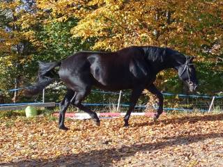 Ciekawa klacz wielkopolska