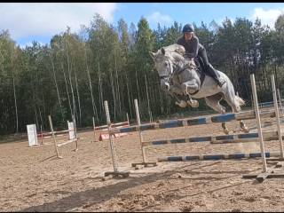 5 letnia klacz do sportu