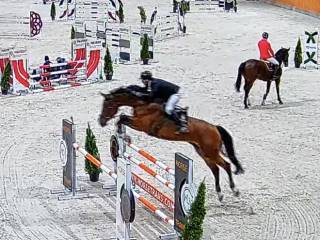 ***Sprzedam 6 letniego wałacha 176cm, po Cornet de Semilly, z matki po Va-Vite/Heartbreaker***
