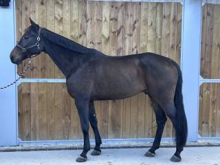 Przyszłościowy, 6-letni wałach do sportu