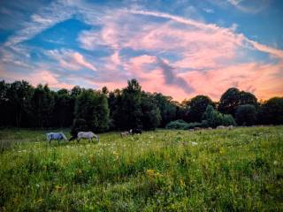 Wolnywybieg - ogiery, ogierki, klacze