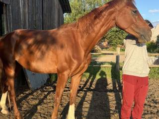 Klacz 50% KWPN 4 letnia malowana