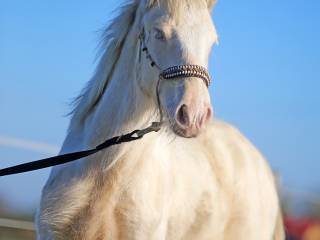 GYPSY/IRISH COB/Tinker maści PERLINO