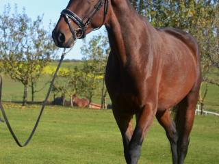 Ujeżdżeniowa klacz KWPN