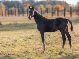 HUCKLEBERRY BENITTY og.2025 *top* SPORT*