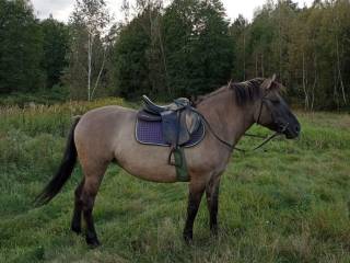 Klacz konika polskiego ułożona