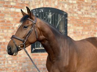 5cio letnia klacz Casall x Quick Star