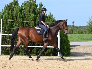 Wszechstronna klacz ur.2022 po Pr.H.Bingo Boy/ Grey Top / Stakkato