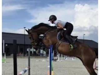 3,5 letnia klacz na Grand Prix