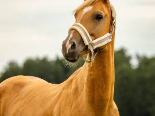 Przyszłościowy 7 letni wałach Palomino