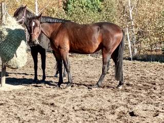 Ghost szuka swojego człowieka