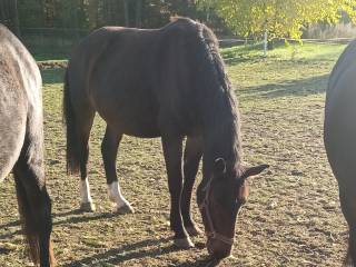 Klacz śląska, źrebna, 4 lata NOWA CENA