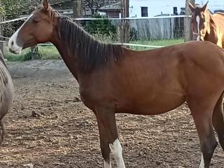 Młoda 1.5 roczna klacz na sprzedaż