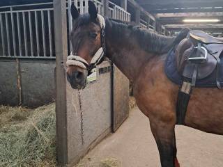 Klacz pogrubiana, lubi skakać