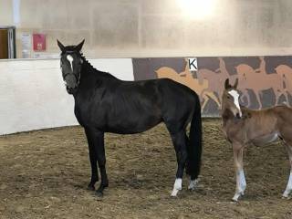 6 y.o. mare by Epolet wlkp