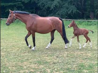 Sprzedam klacz po ogierze Vitalis