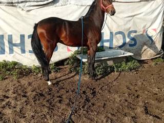 2letni  po og lanvesterl