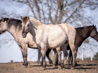 Stado Koników Polskich