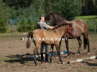 Klacz huculska - źrebak