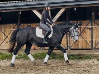 Piękna Śląska klacz do sportu lub rekreacji