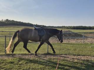 Wałach 4 lata kończy w marcu/ możliwa wymiana na przyczepę pojedynke