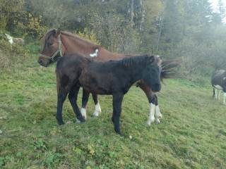 Hucuł, kary ogierek huculski z 2024 roku
