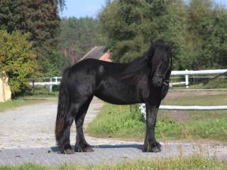 Zjawiskowa  klacz FELL PONY  Mini Fryz Skoki Ujeżdżenie  !