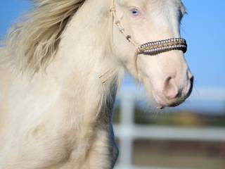 GYPSY/IRISH COB/Tinker maści PERLINO
