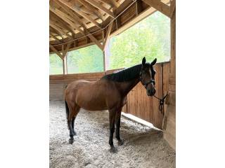 Gniady wałach 16 lat