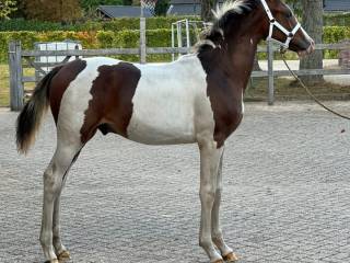 Ogierek KWPN