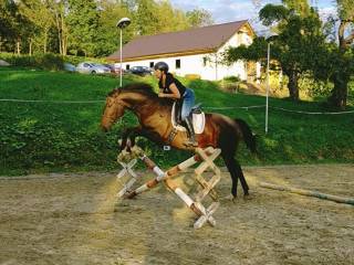 Treningi jeździeckie - bez własnego konia i dla par koń-jeździec