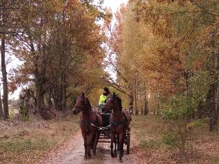 Para koni na sprzedaż Transport Gratis