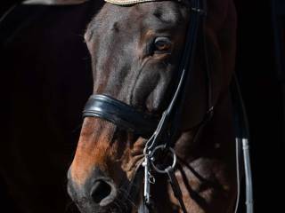 Piękny wałach z wybitnymi chodami