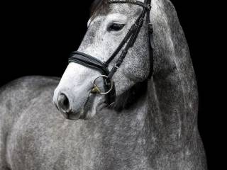 Urodziwa klacz po Lanvester L