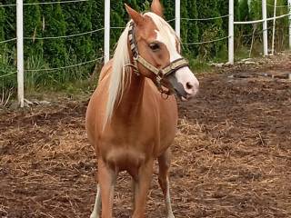 Klacz rekreacja, tereny, hipoterapia