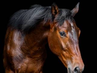 Przyszłościowy  koń do sportu