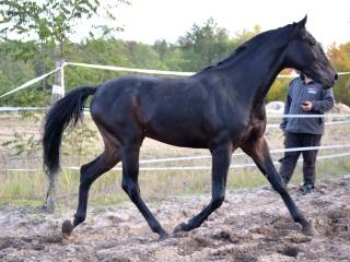 Koń Małopolski Wałach Angloarab skarogniady!!