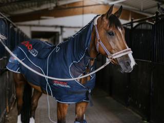 Horse-Mag – Terapie PEMF, Laser, Ultradźwięki, Termografia, Masaż, Ważenie koni