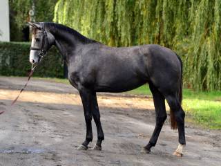 Caribis Z x Mylord Carthago