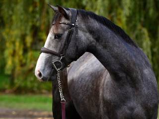 Caribis Z x Mylord Carthago