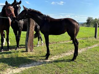 Klaczka ujeżdżeniowa z super charakterem!